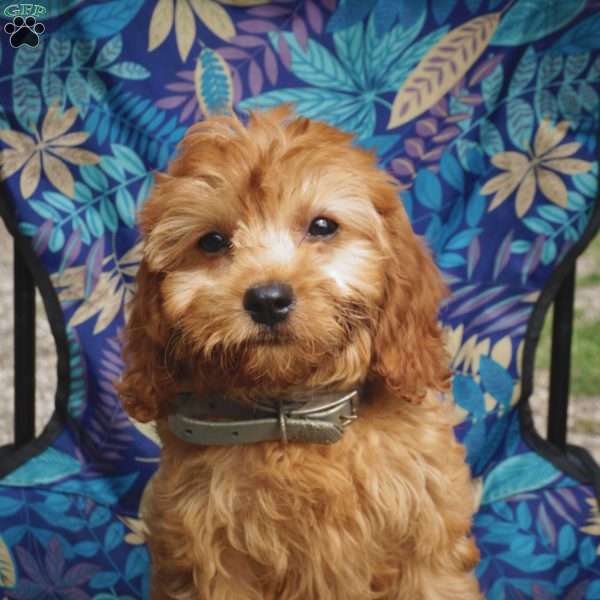 Blossom, Cavapoo Puppy